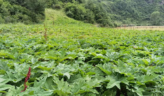 365体育官网_365体育亚洲官网